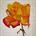tn_Rosa gialla rossa  80x80